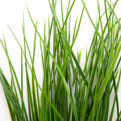 Трава искусственная -4, шт  (осока 50 см/8 см  7 листов)				 - купить в Серове. Цена: 130.73 руб.